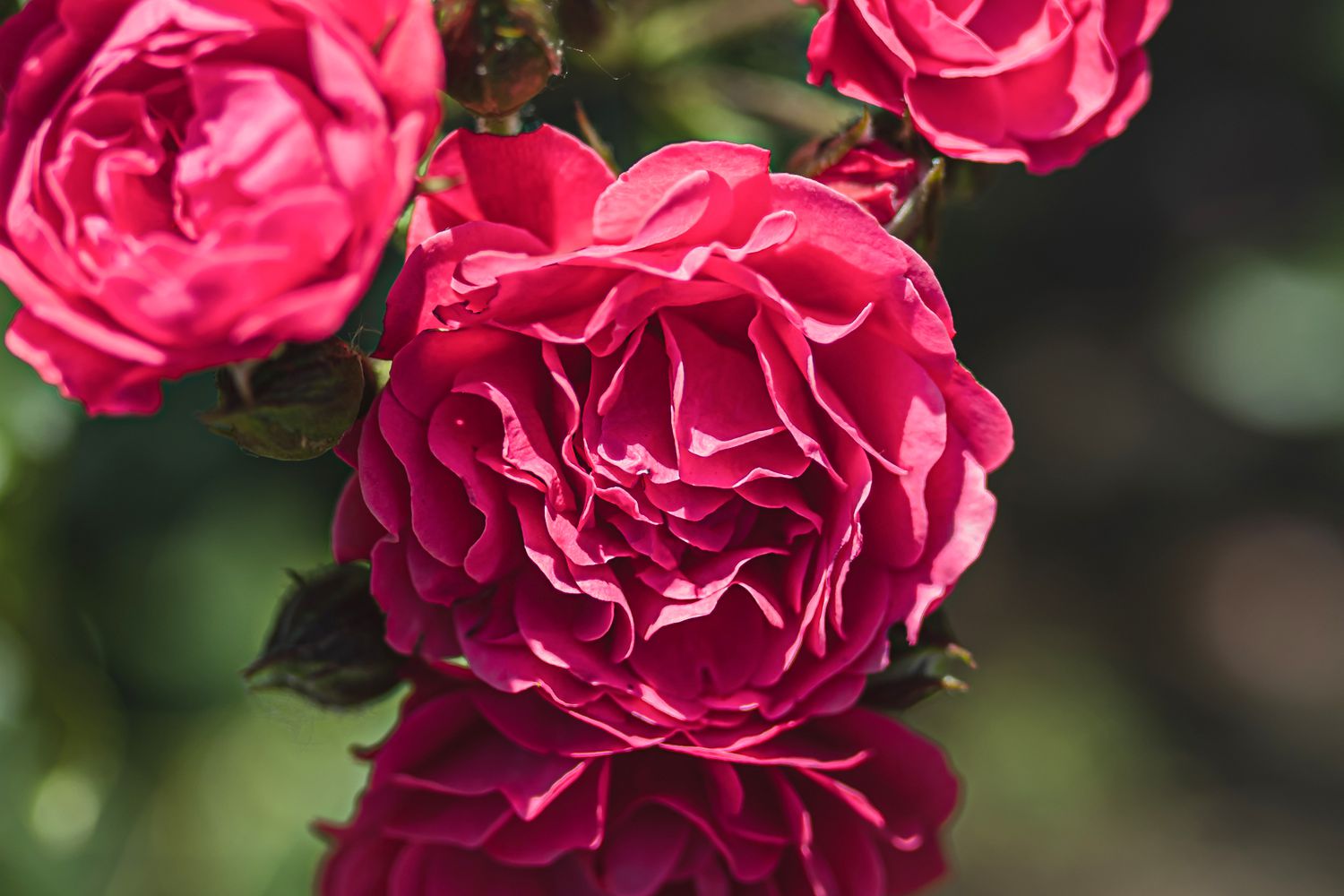 Primer plano de la rosa inglesa con flores rosas Sir John Betjeman