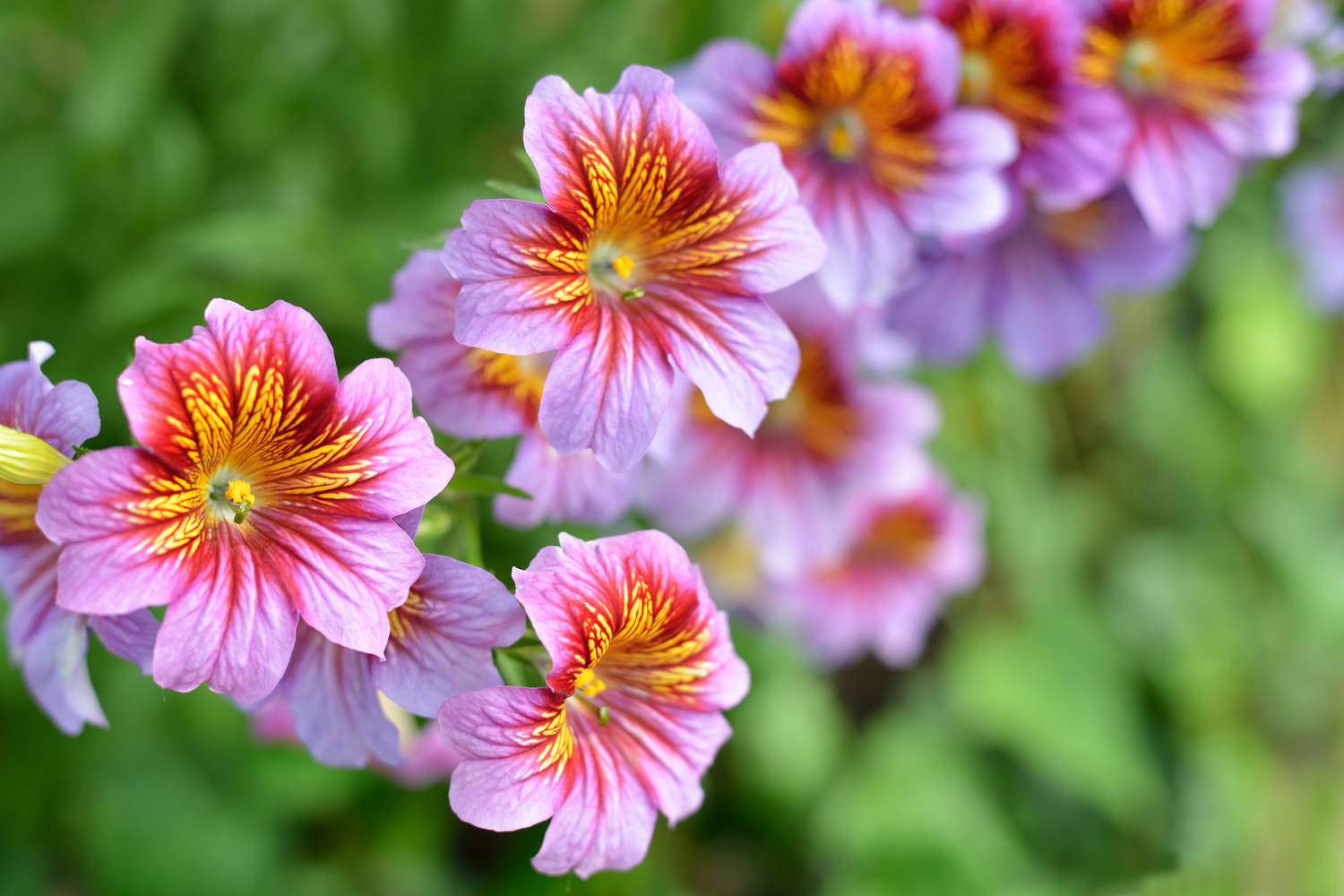 Salpiglossis sinuata (Lengua pintada)