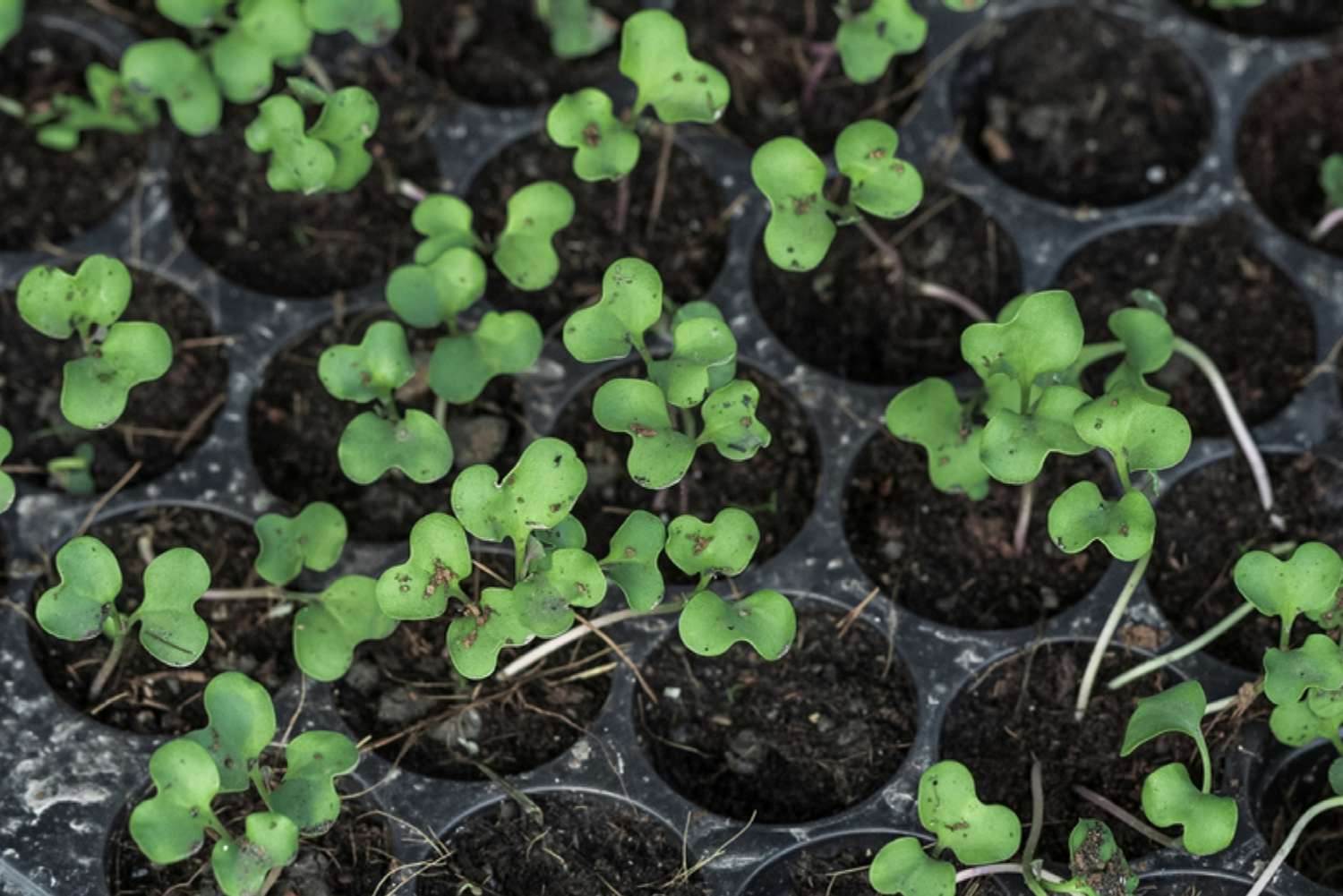 Bio-Grünkohlsprossen aus der Saatschale in Nahaufnahme