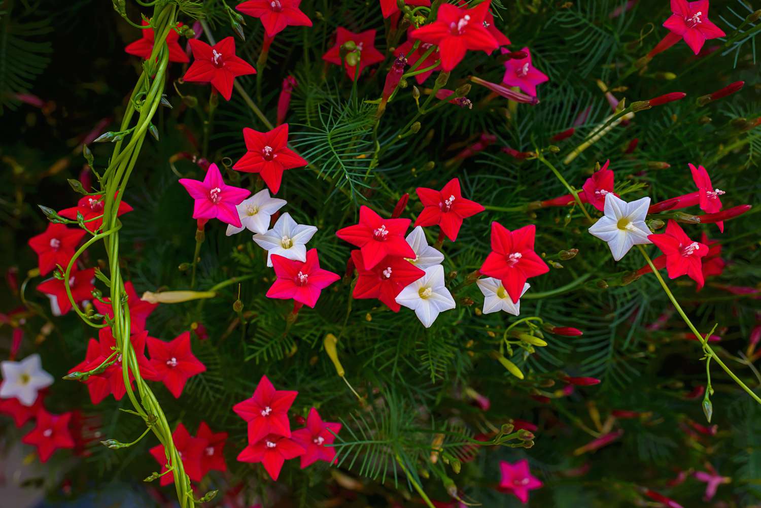 Ipomoea quamoclit (Zypressenrebe). Tropische Pflanze in der Form eines Sterns weiß, scharlachrot und rosa