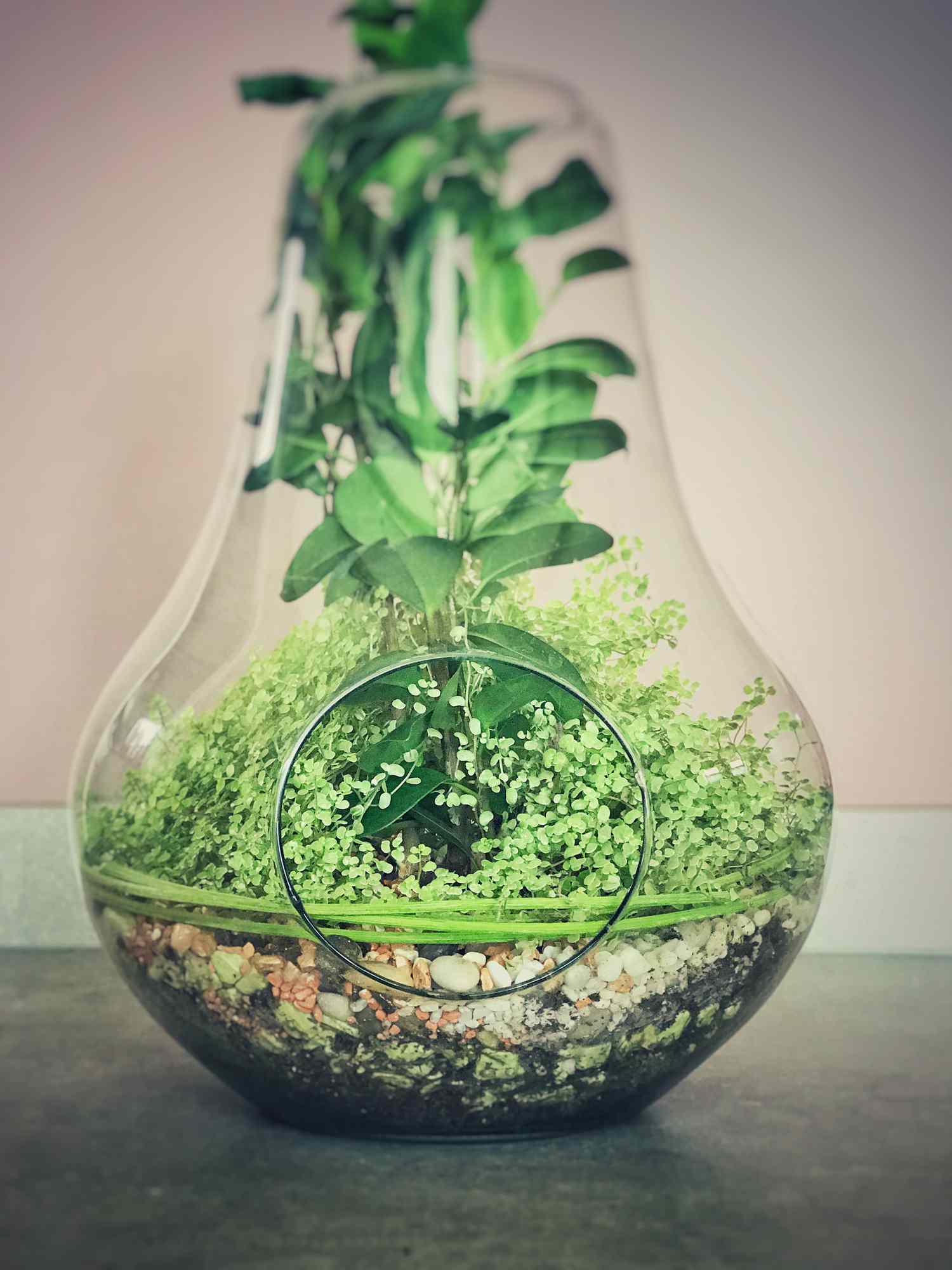 Pflanzenarrangement mit Babytränen (Soleirolia soleirolii) in einer dekorativen Glasvase