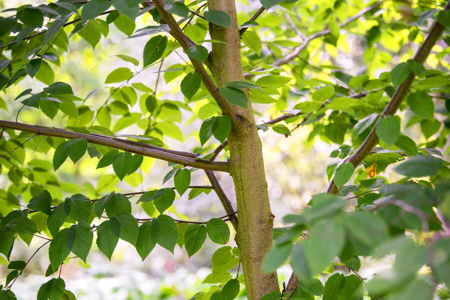 Süßer Birkenstamm mit hellbrauner Rinde und kleinen grünen Blättern an den Ästen in Nahaufnahme