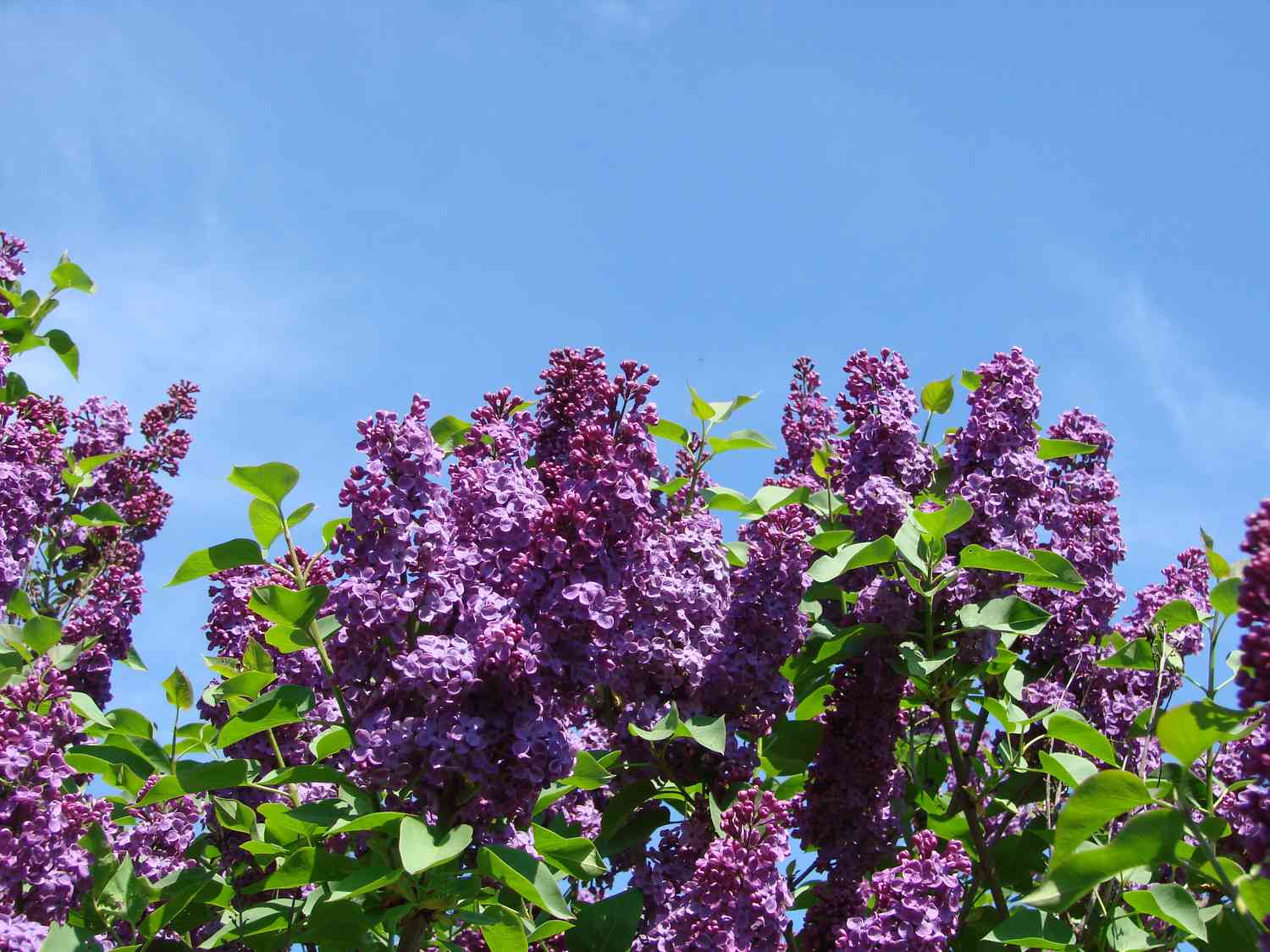 Lila Fliedersträucher in Blüte