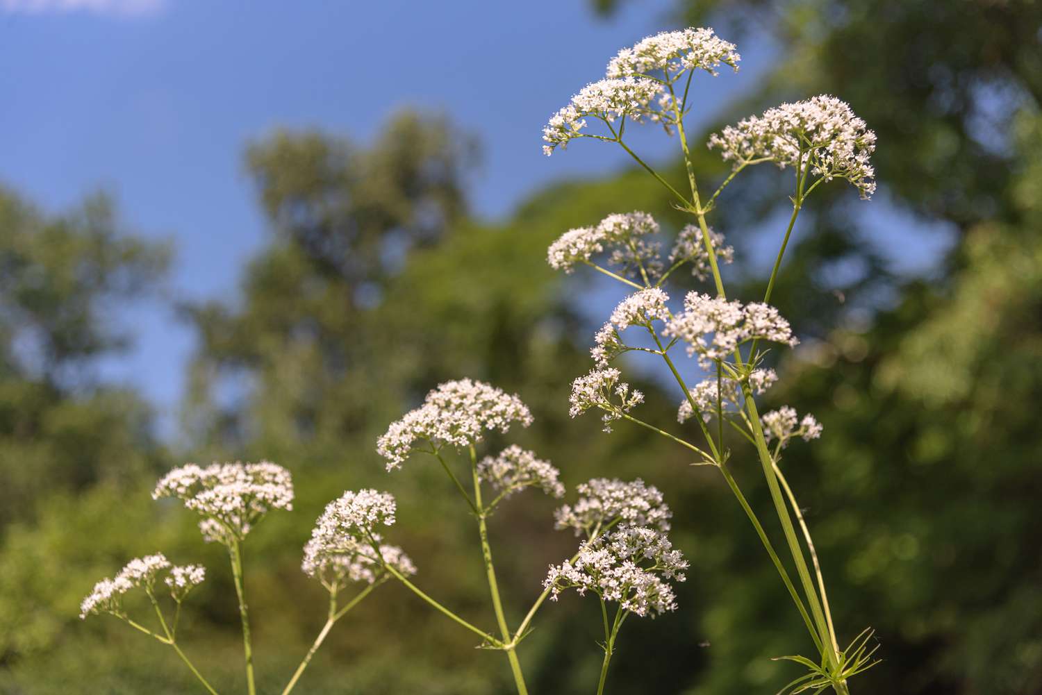 Baldrianpflanze mit dünnen Blütenstängeln und kleinen weißen Blütenbüscheln an der Spitze im Sonnenlicht