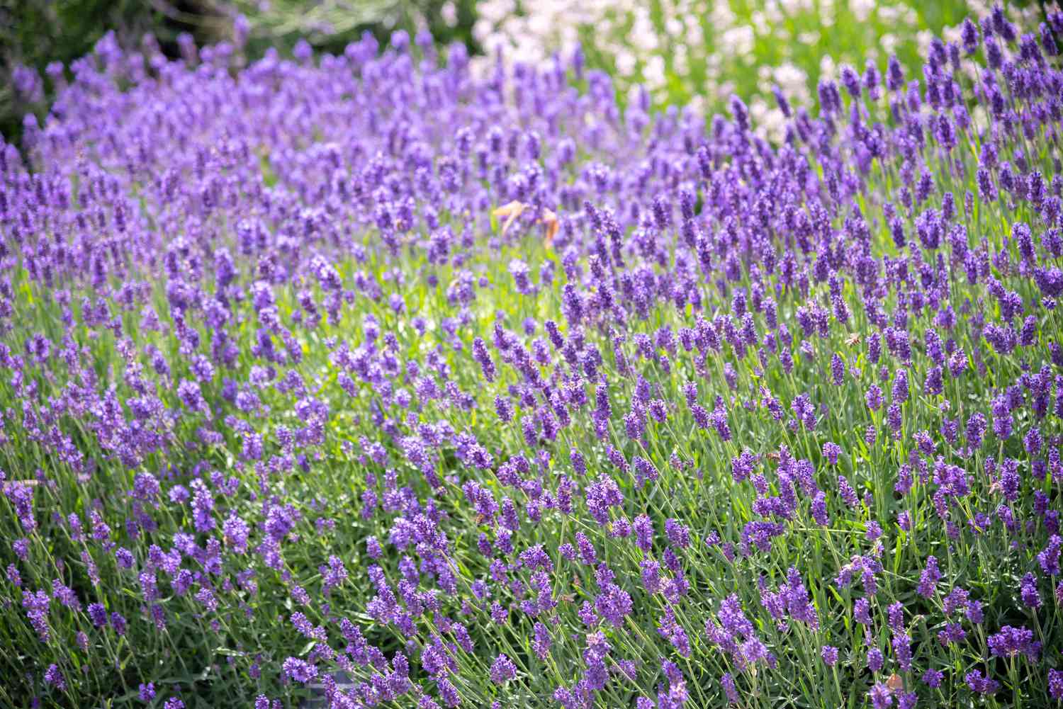 Lavendelpflanze mit hellvioletten Blüten