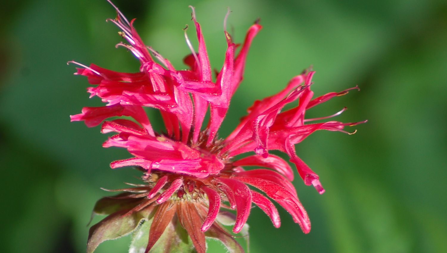 La melisa (imagen) es una hierba perenne. Me gustan los tipos con flores rojas, como esta