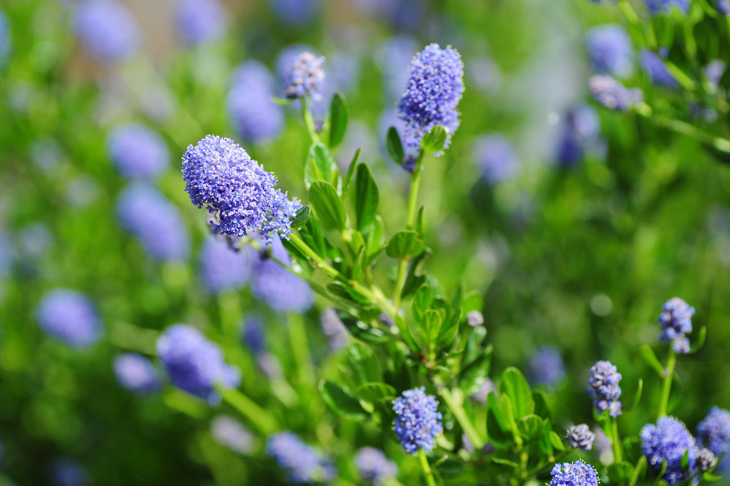 Blau blühende Ceanothus-Strauchzweige mit winzigen violett-blauen Blütenbüscheln an dünnen Stängeln mit eiförmigen Blättern in Großaufnahme