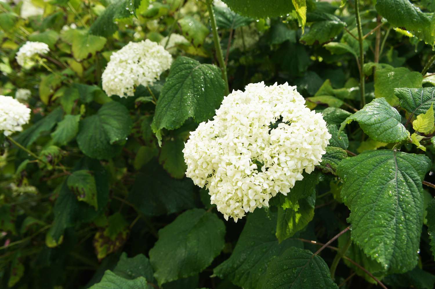 'Incrediball' Hortensie mit weißen Blüten