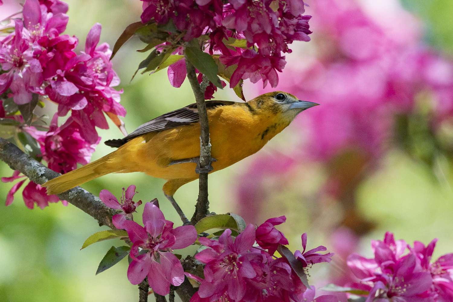 Baltimore oriole