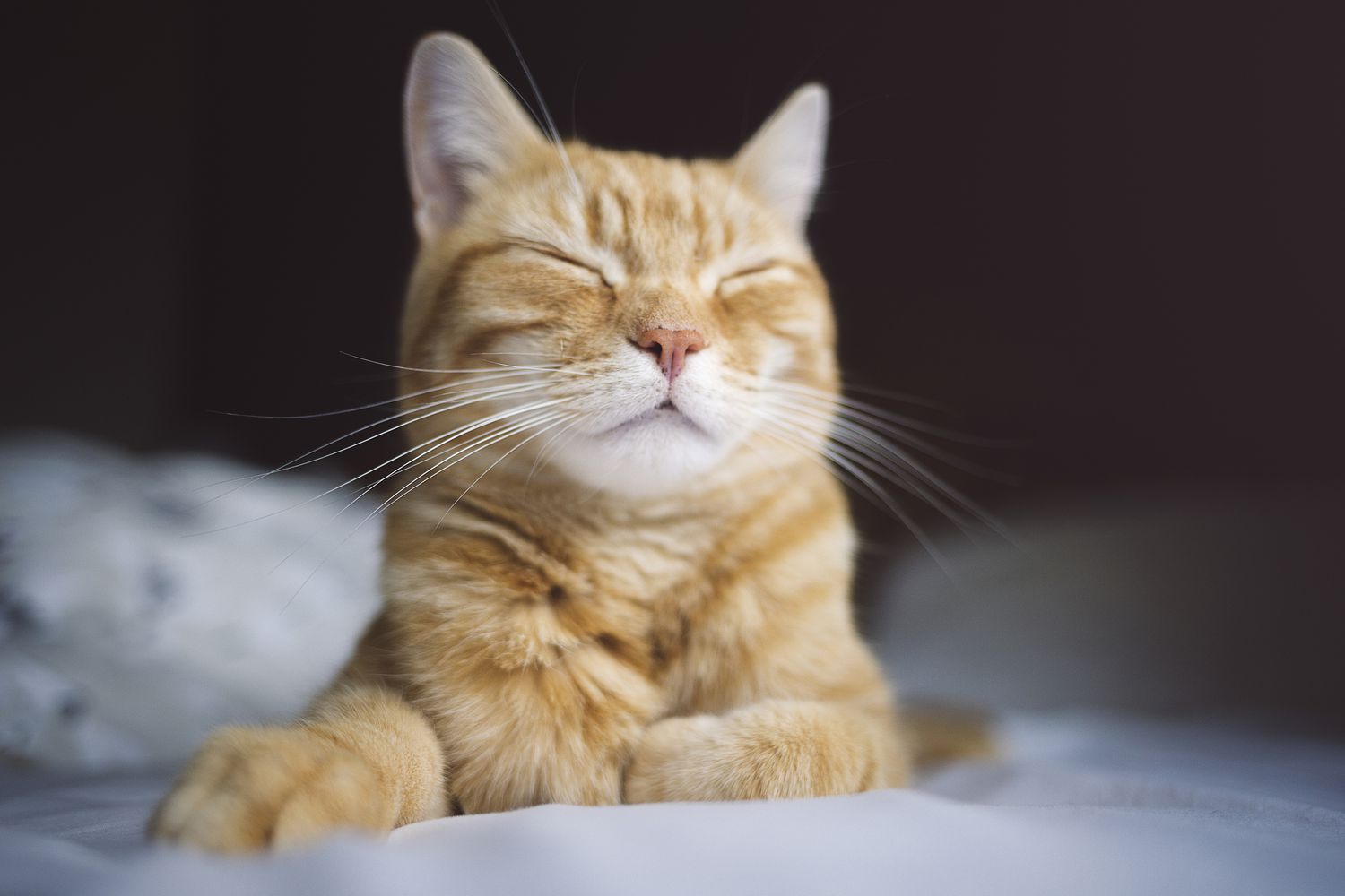 Orange cat with eyes closed