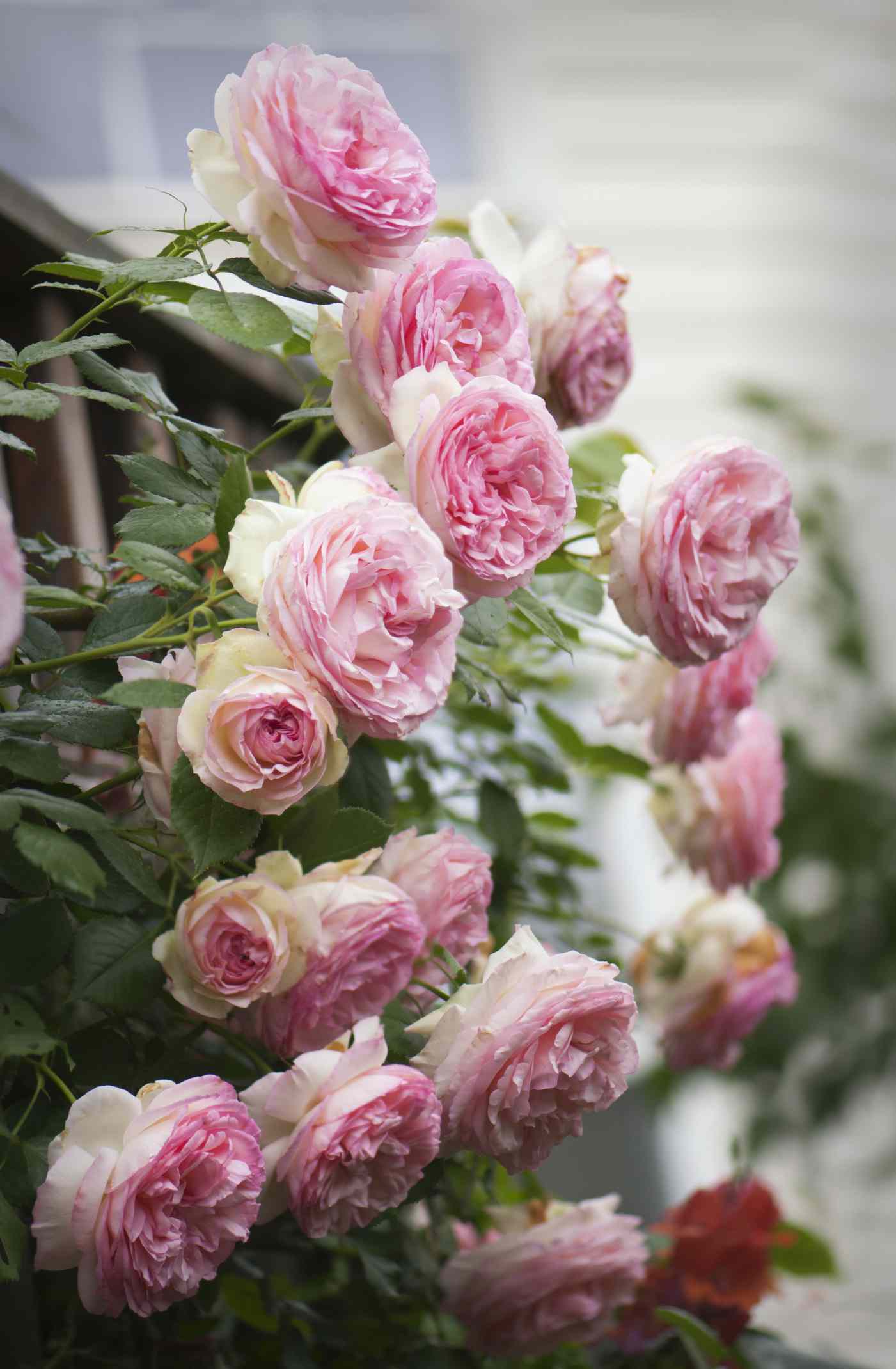 Rosa del Edén con flores rosa claro
