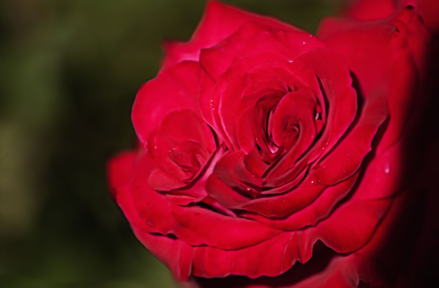 Vivid Red Hybrid Tea Rose Veterans' Honor Flower