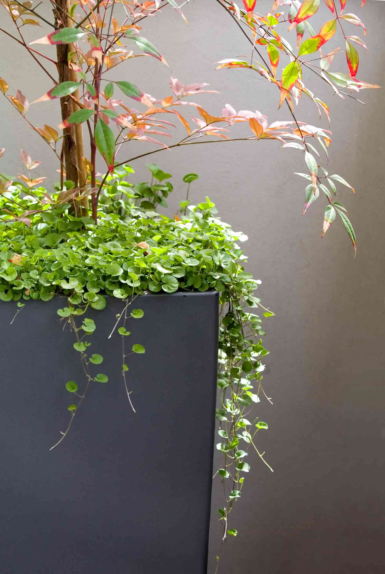 Dichondra in einem Container