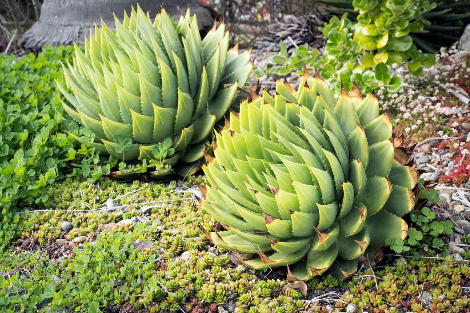 Deux aloe vera succulents en spirale avec des feuilles brunes épaisses et pointues entourés de plantes couvre-sol