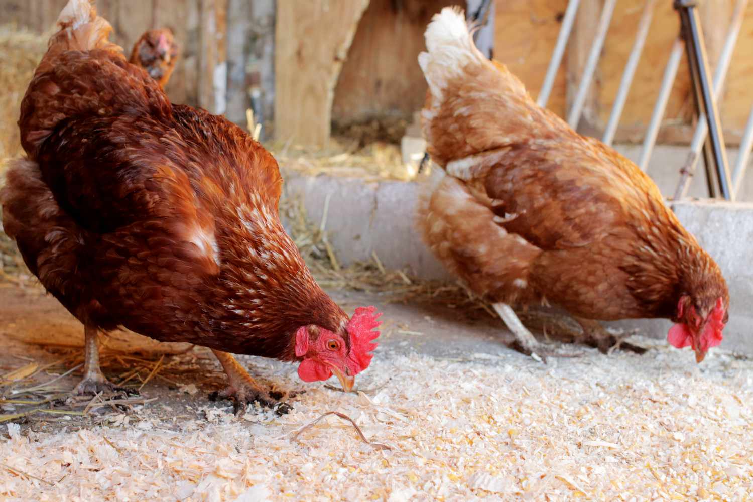 Hühner füttern in einem Stall