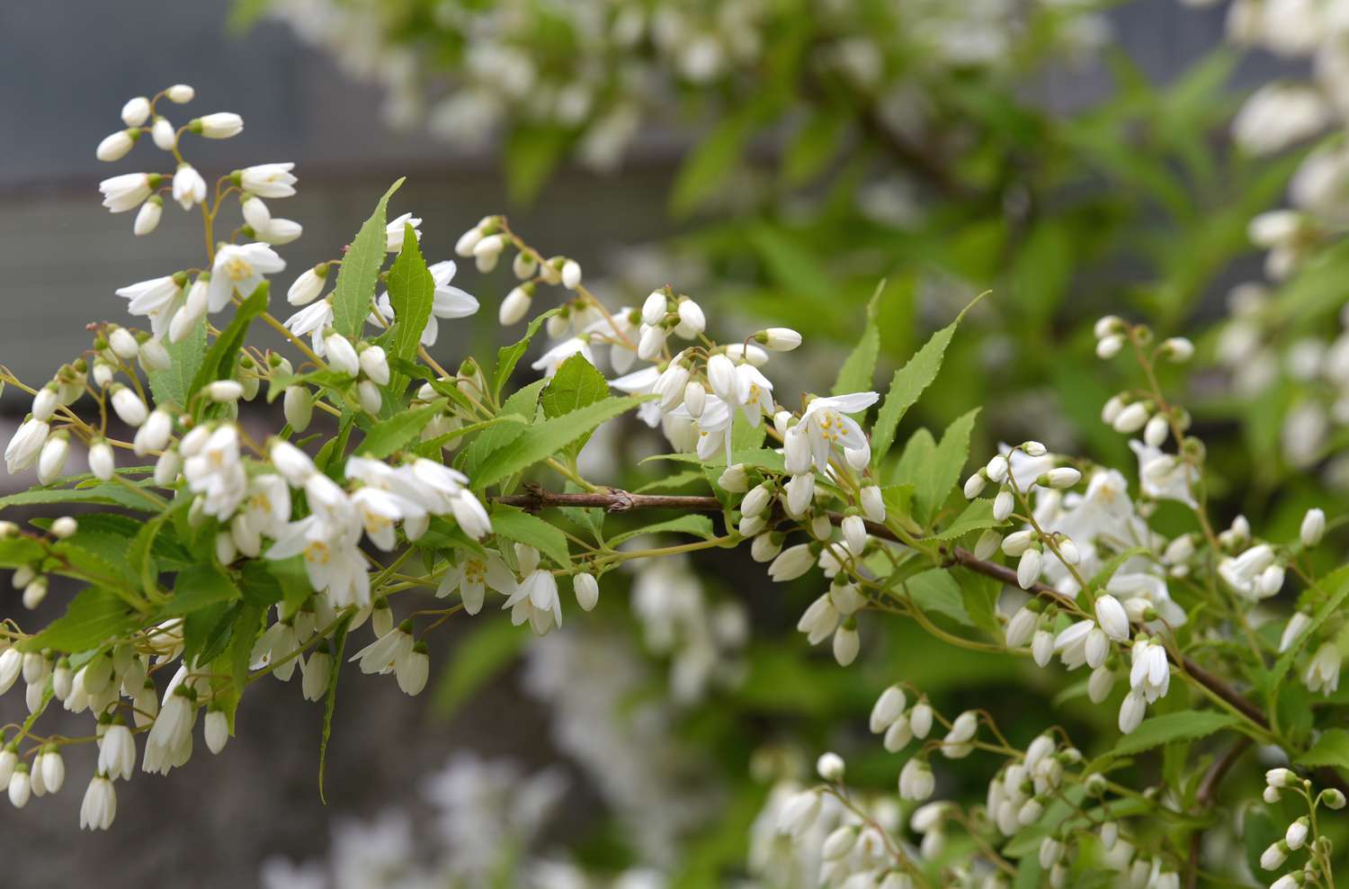 Zwerg-Deutzia 'Nikko' Strauch mit kleinen Büscheln gefüllter weißer Blüten am Zweig 