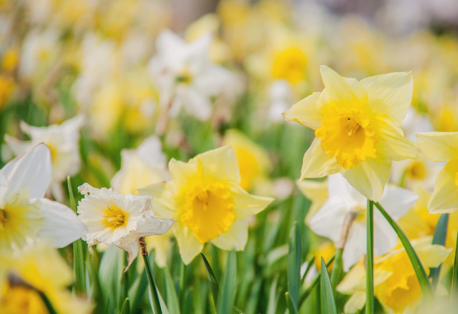 narcisos