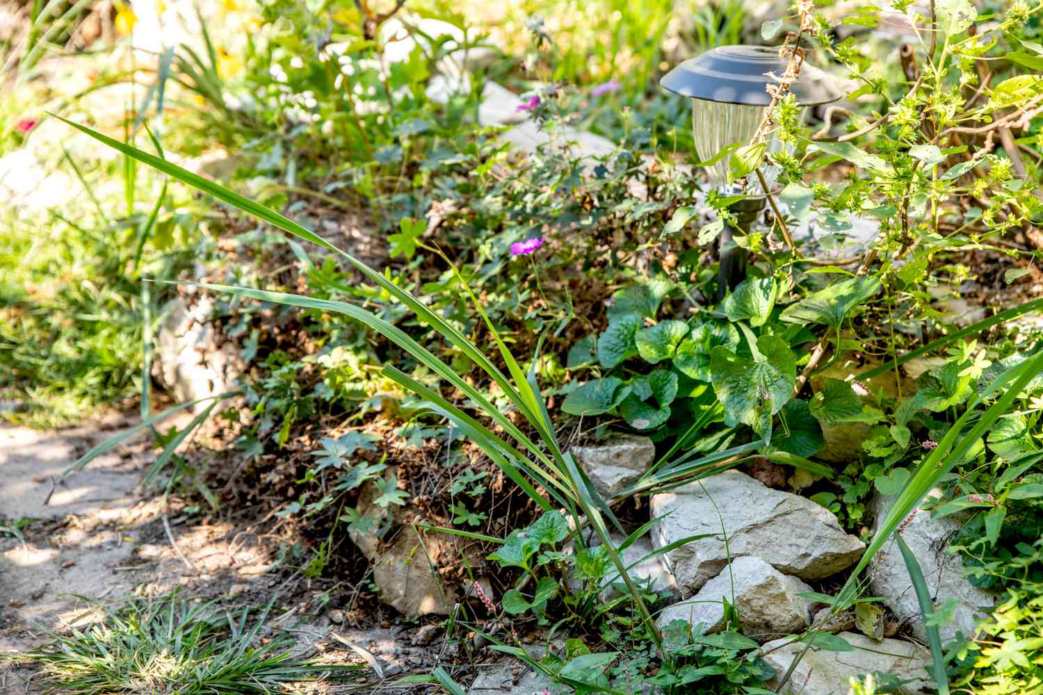 Unkrautpflanzen, die Gartenfelsen, Außenbeleuchtung und Wege verdecken