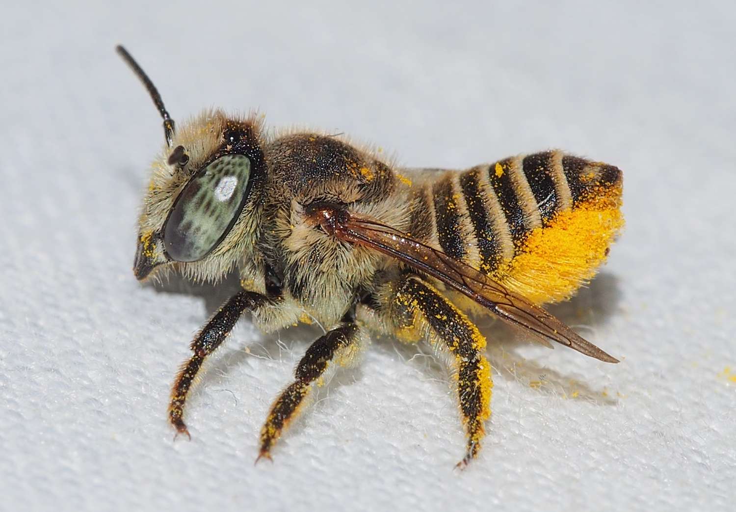 Blattschneiderbiene mit von Pollen bedecktem Hinterleib