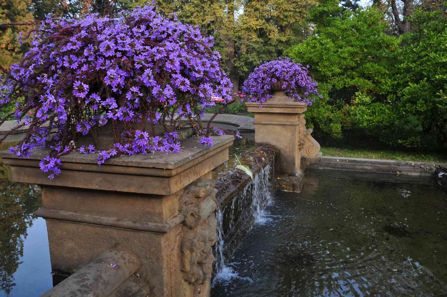 Scaevola-Pflanze mit dunkelroten Hüllblättern und leuchtend violetten Blüten in einem steinernen Pflanzgefäß in der Nähe eines Brunnens 