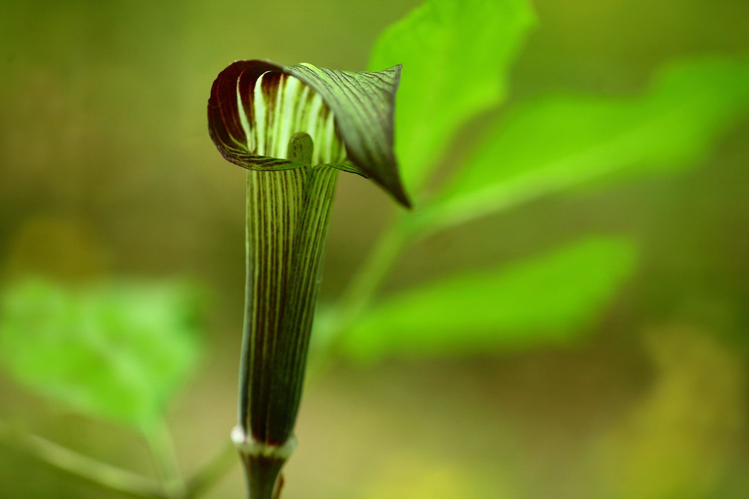 Jack-in-the-pulpit-Haube mit Streifen.