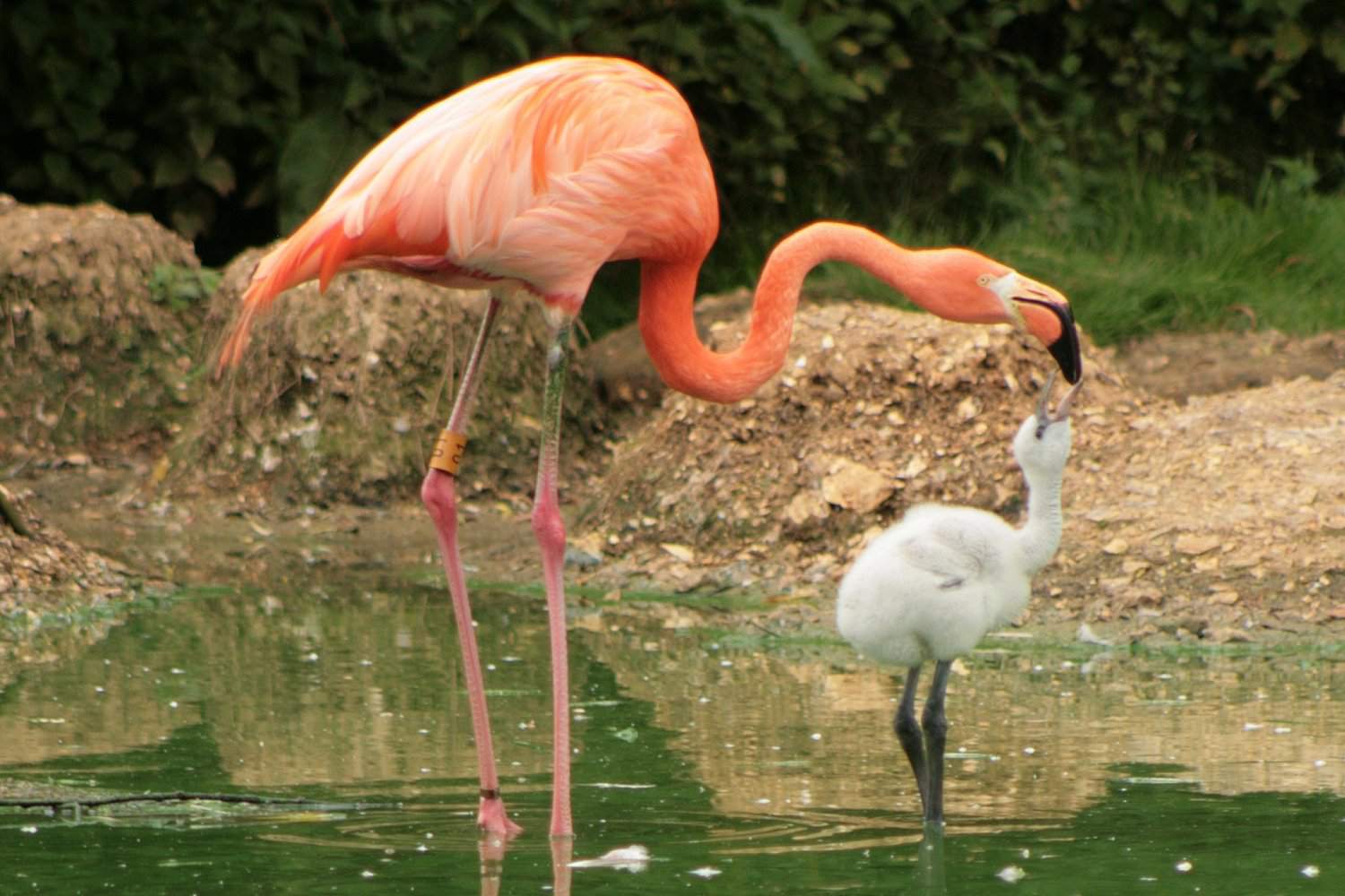 Erwachsener Flamingo und Küken