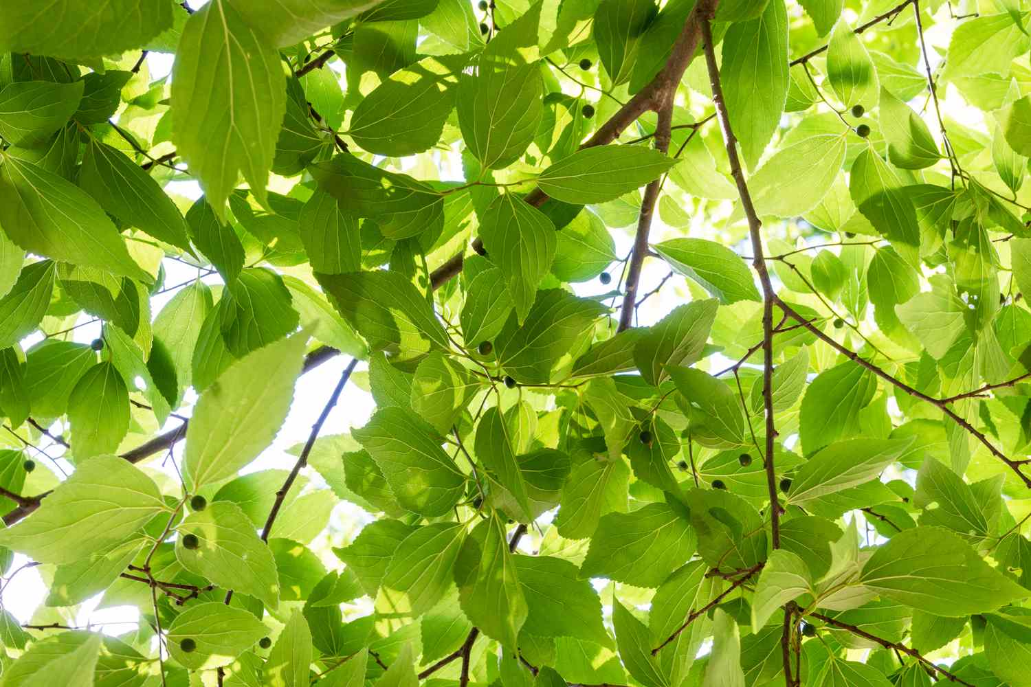 Netleaf hackberry tree under branches of bright green leaves 