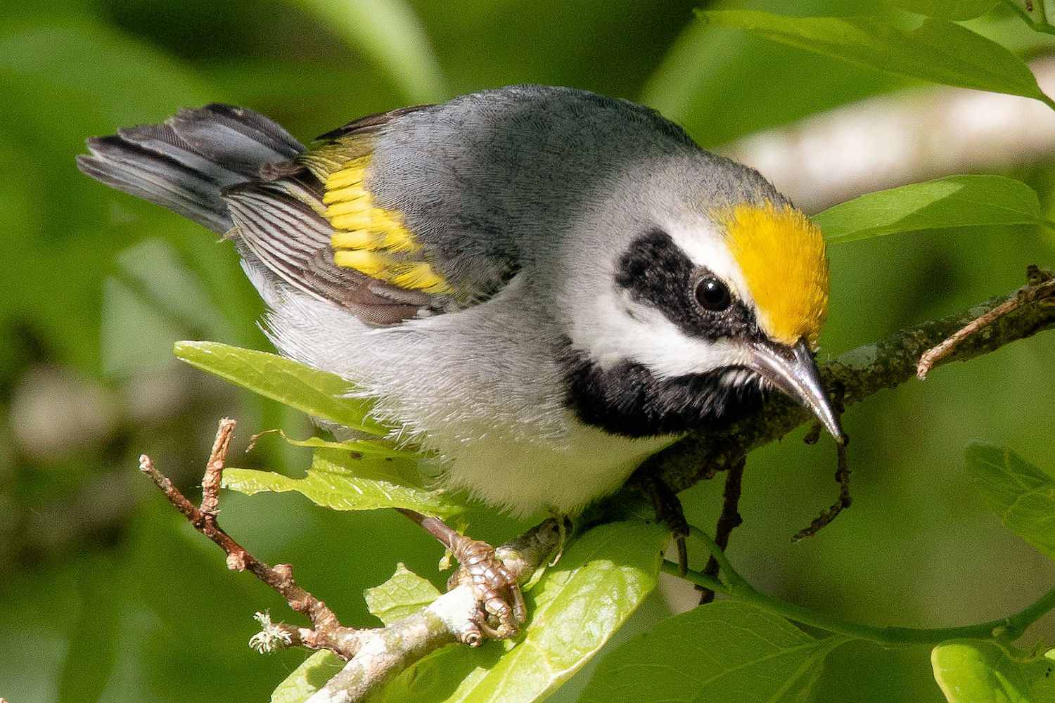 Golden-Winged Warbler