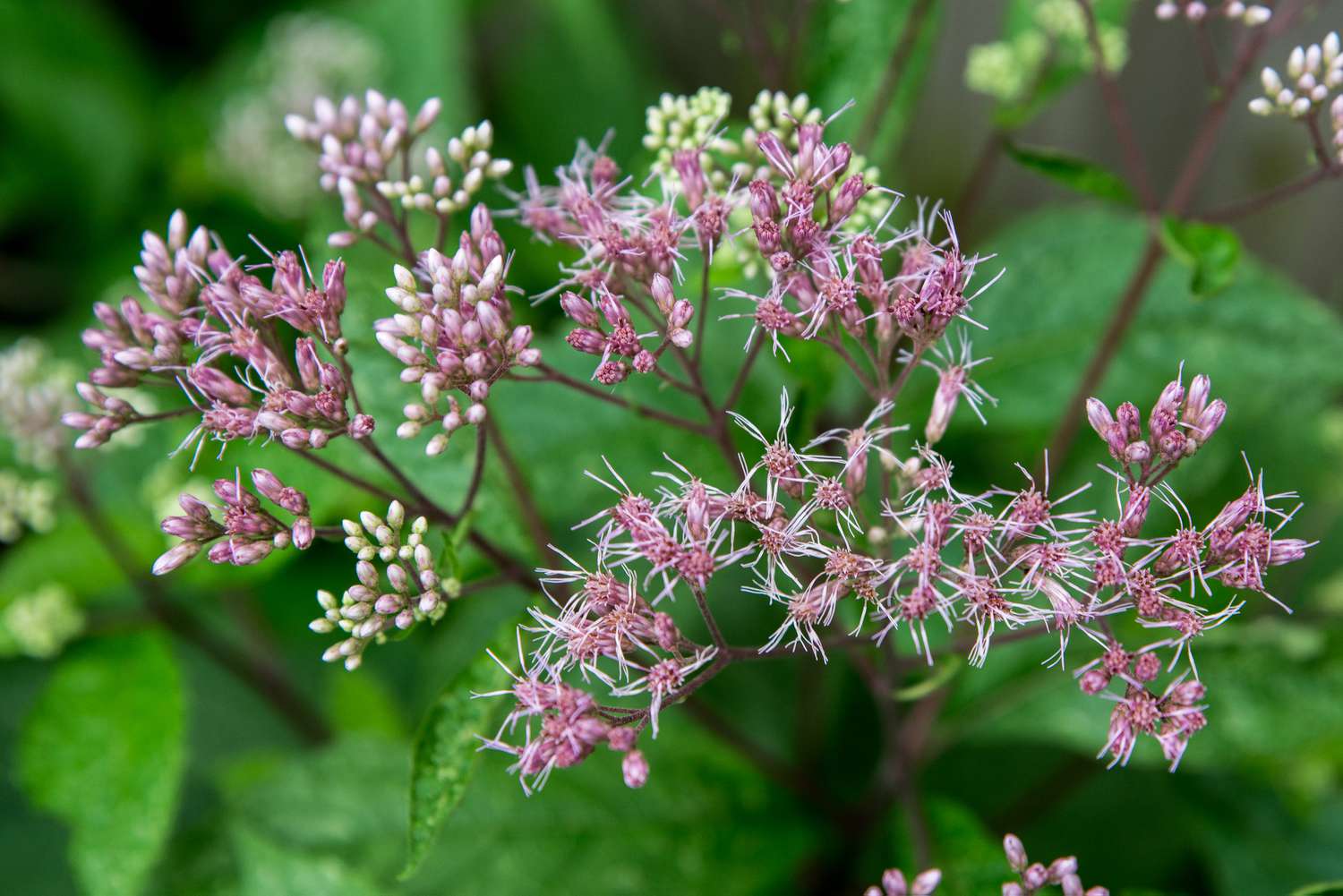 joe pye weed