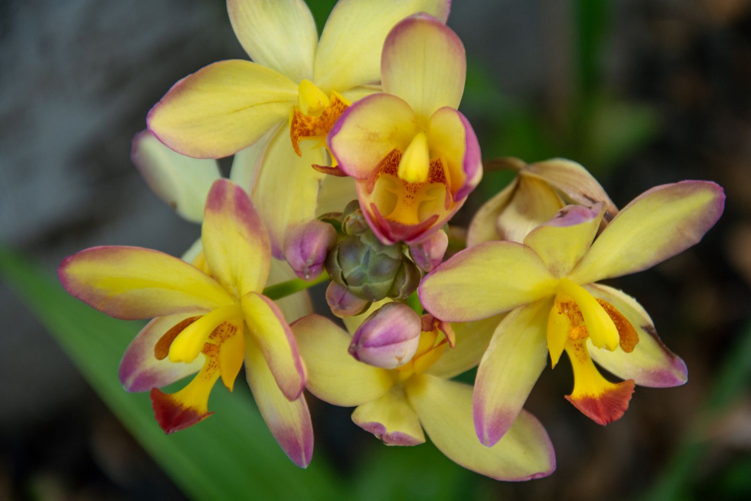 Spathoglottis-Orchideenpflanze mit gelben Blüten und rosa Spitzen in Großaufnahme