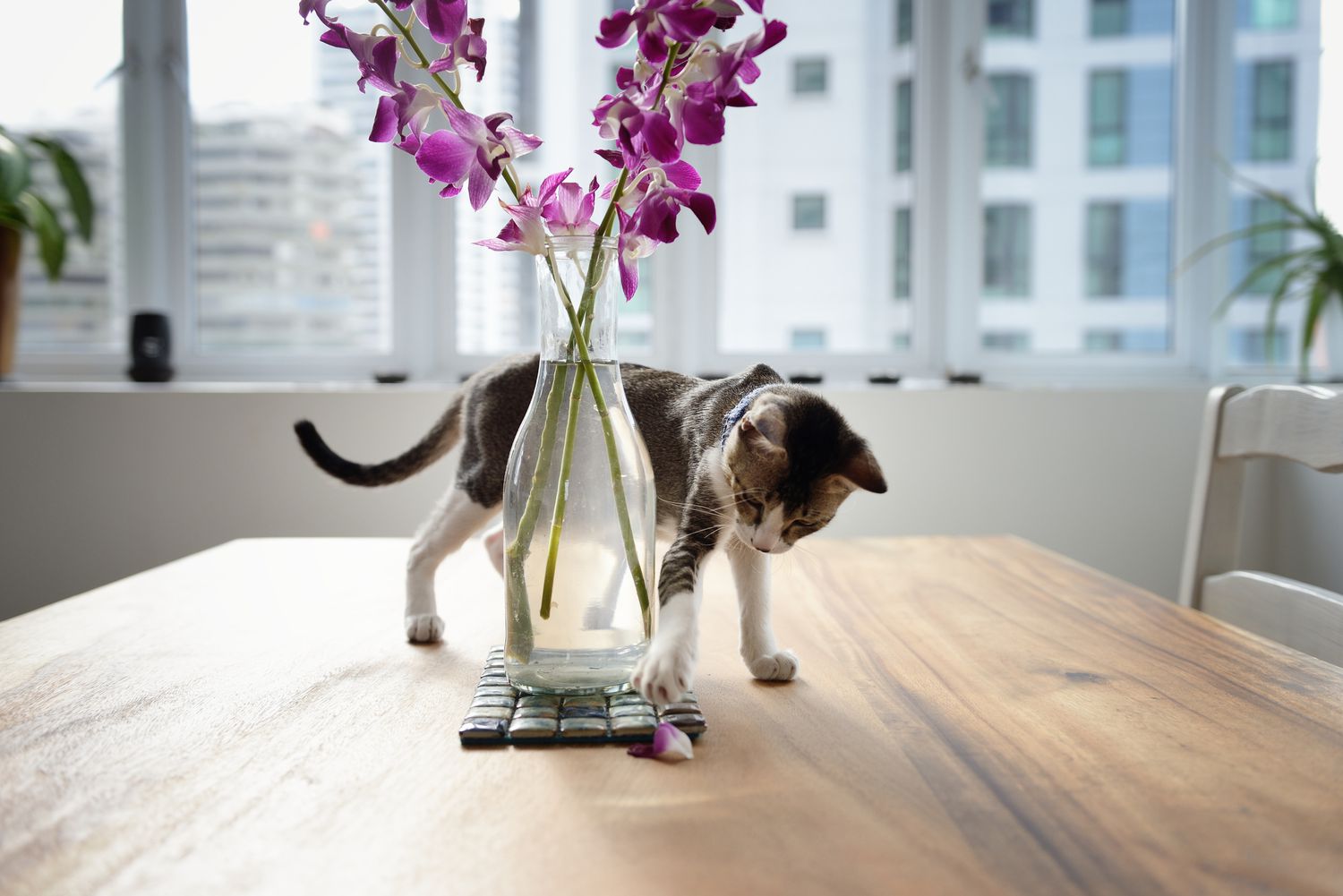 Katze spielt mit Orchideenblatt auf einem Tisch.