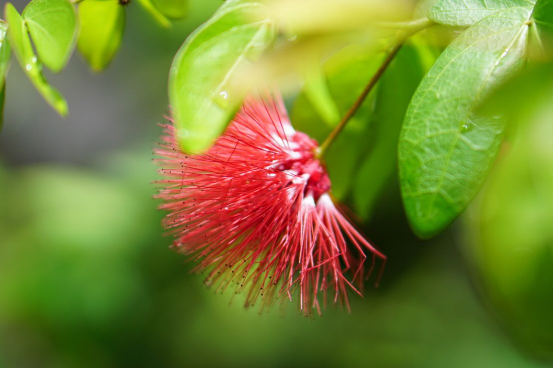 Fairy duster plant with feathery red flower ball on thin stem closeup