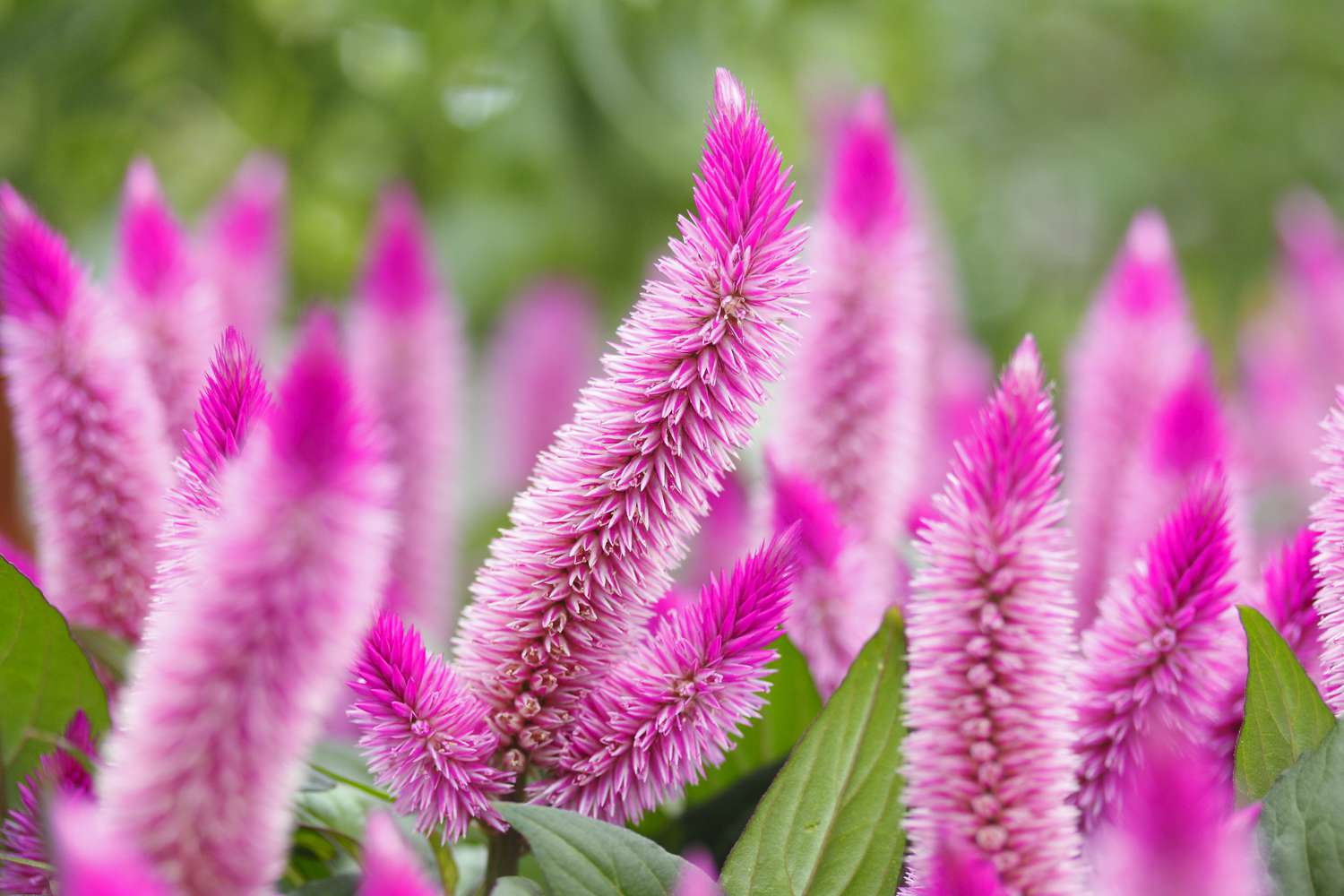 Celosia