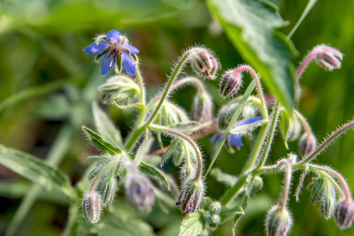 Borretschpflanze mit kleinen blauen Blüten und Knospen in Großaufnahme