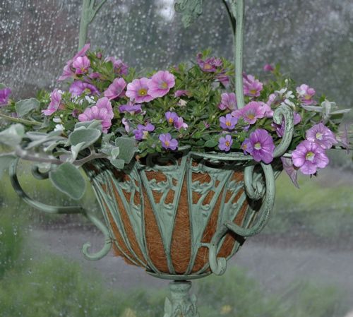 Formale Blumenampel mit Calibrachoa, Sutera und Lammohr