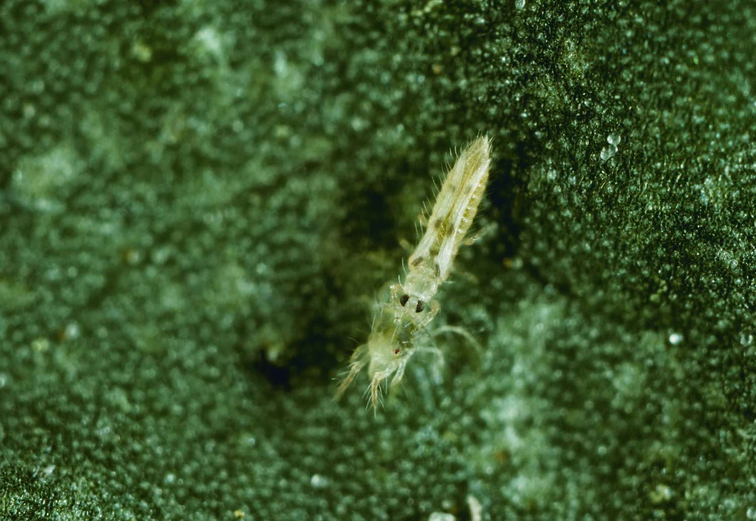 Landwirtschaft - Sechsfleckiger Thrips (Scolothrips sexmaculatus), der eine Spinnmilbe verschlingt (10X).