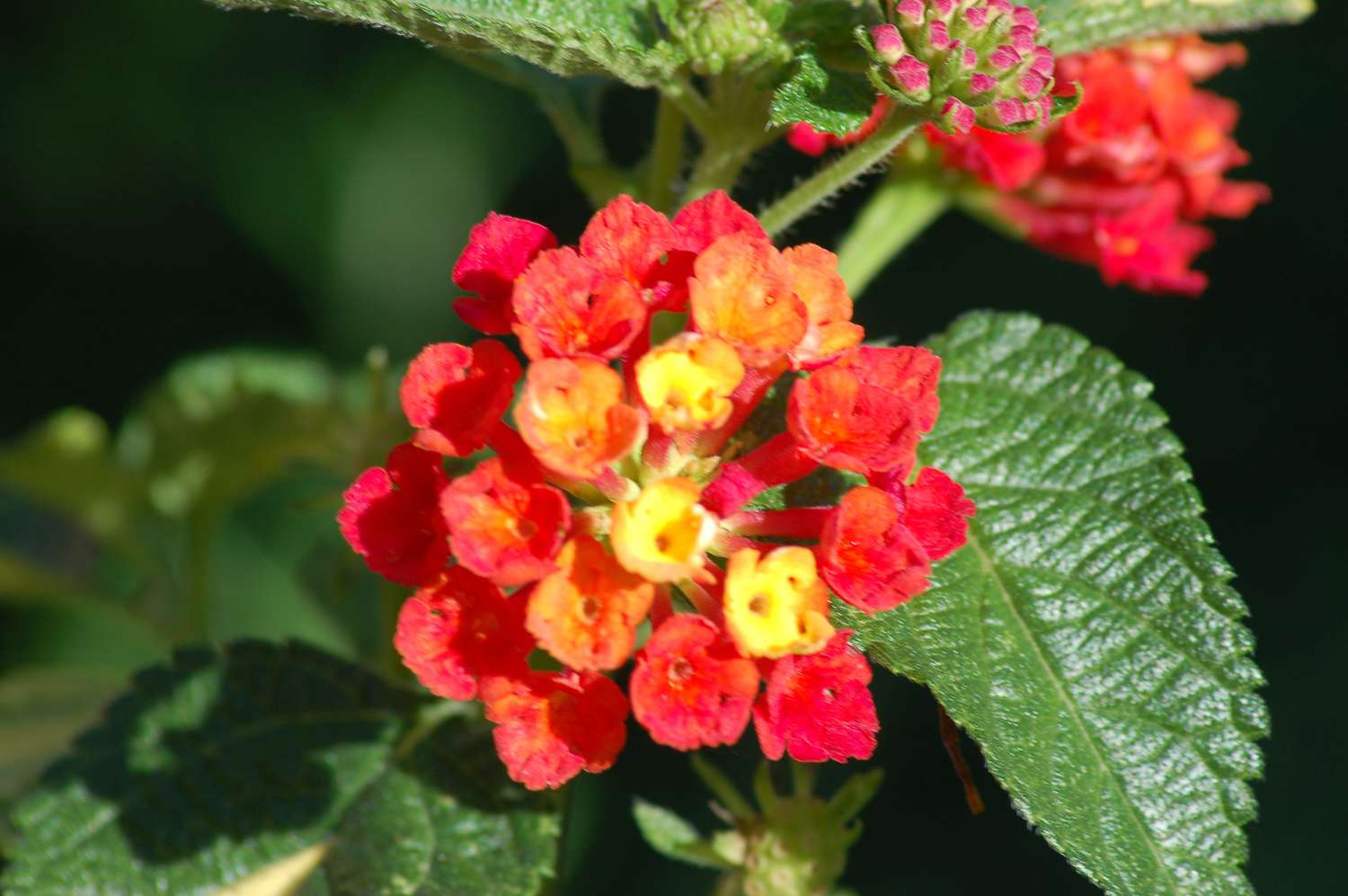 Lantana-Strauchzweig mit kleinen roten und gelben Blütenbüscheln neben Blättern in Nahaufnahme