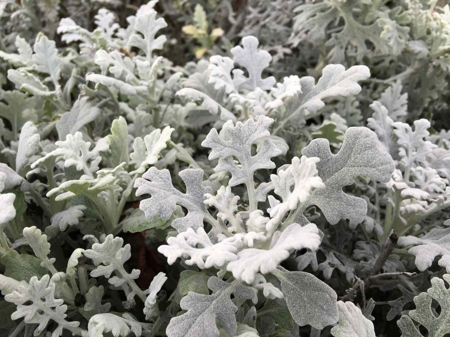 Dusty Miller (Senecio)