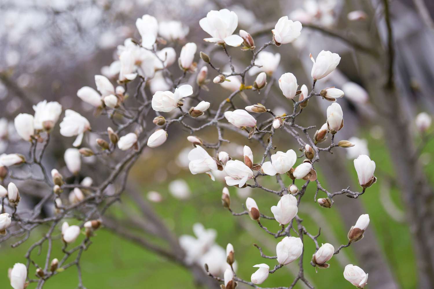 Kobus-Magnolienbaumzweig mit weißen Knospen und Blüten, der sich nach vorne erstreckt und eingerollt ist