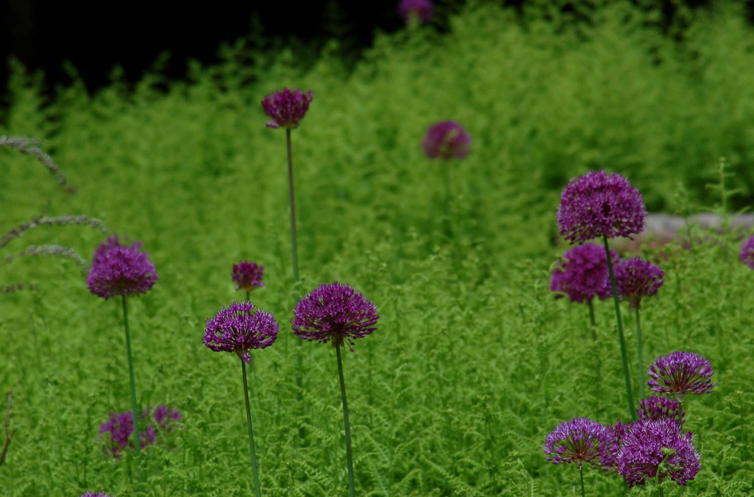 'Purple Sensation' Allium mit dunkelvioletten Blüten