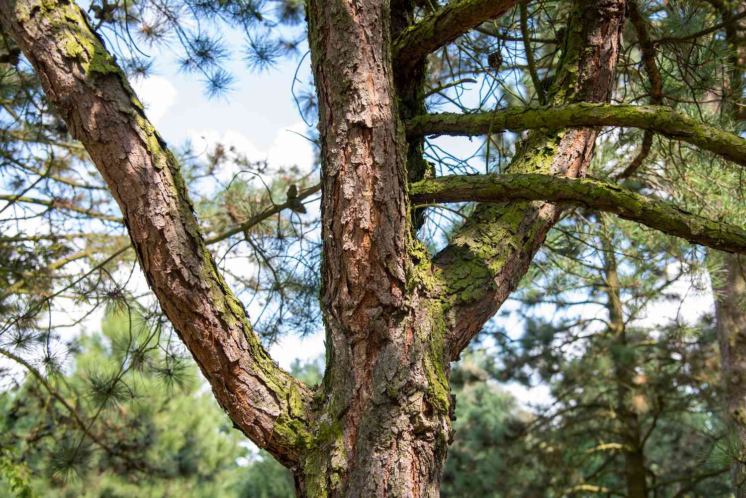 Stamm und Äste der Ponderosa-Kiefer mit brauner, schuppiger, moosbewachsener Rinde