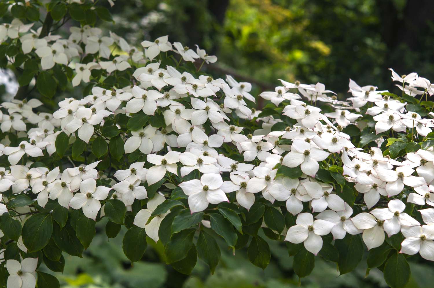 Kousa eurostar dogwood Baumzweige mit weißen Blüten