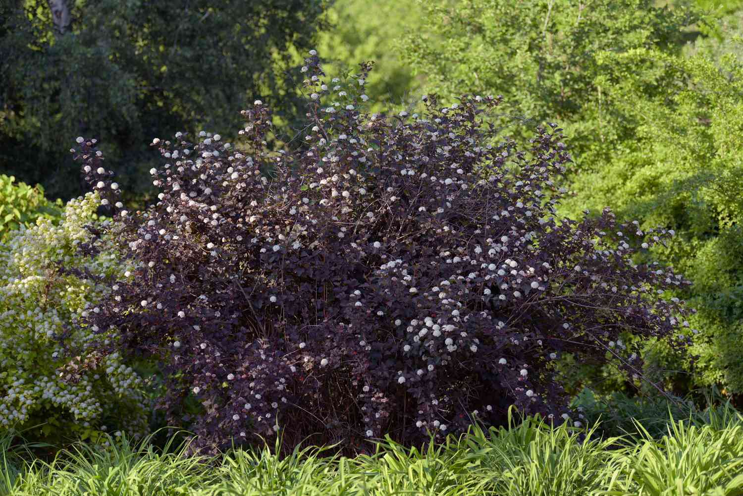 Diablo-Neunaugenstrauch mit dunkelvioletten Blättern und kleinen weißen Blüten 