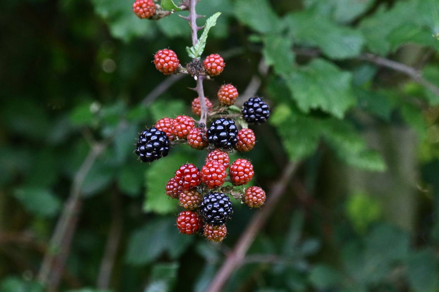 Brombeeren am Stiel