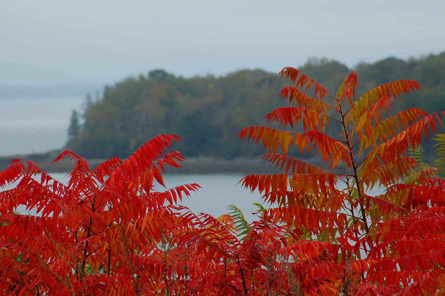 Das spektakuläre Herbstlaub der Sumach, mit dem Meer als Hintergrund