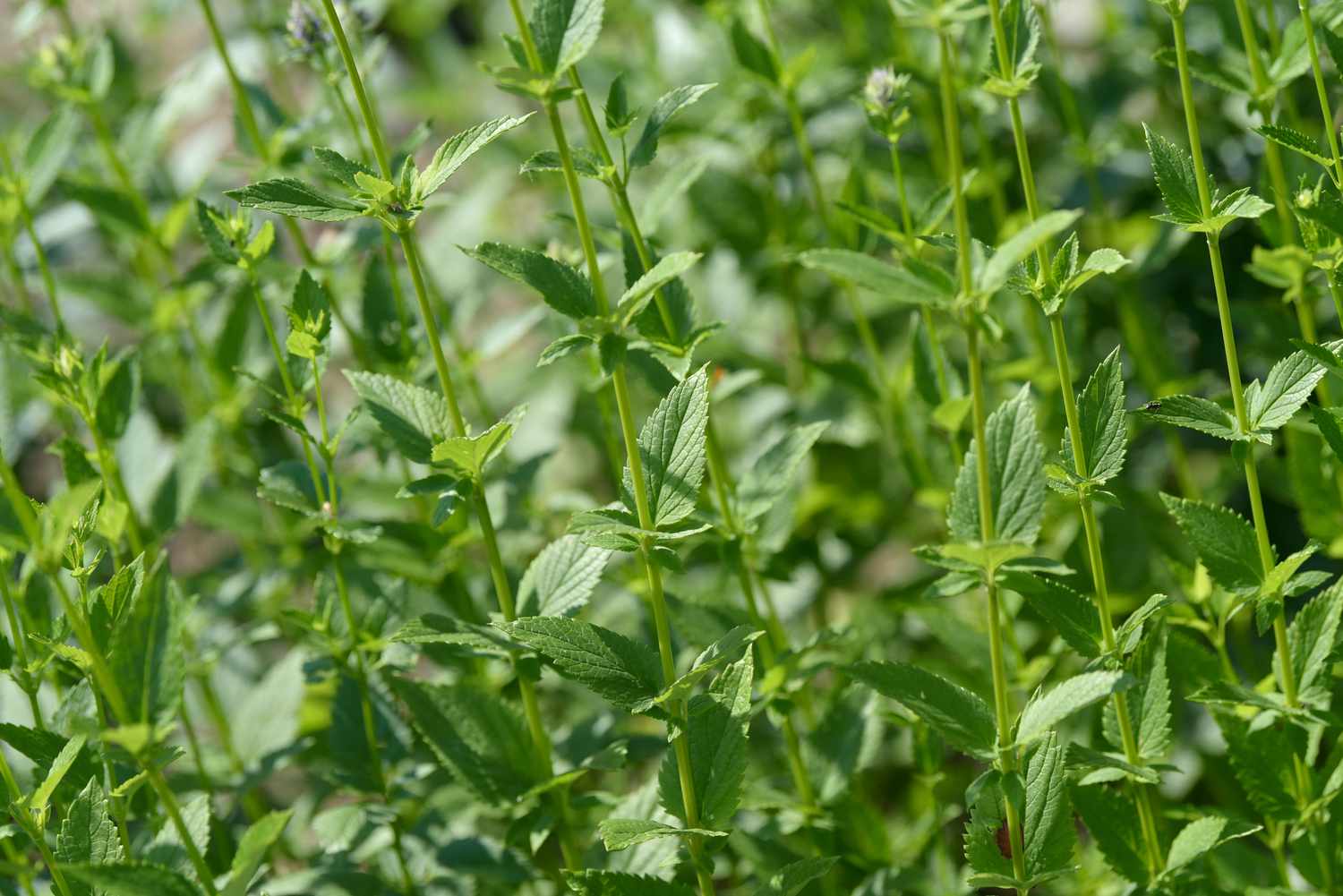 Lila Riesenhyssop-Pflanzenähren mit kleinen grünen Blättern im Sonnenlicht in Nahaufnahme