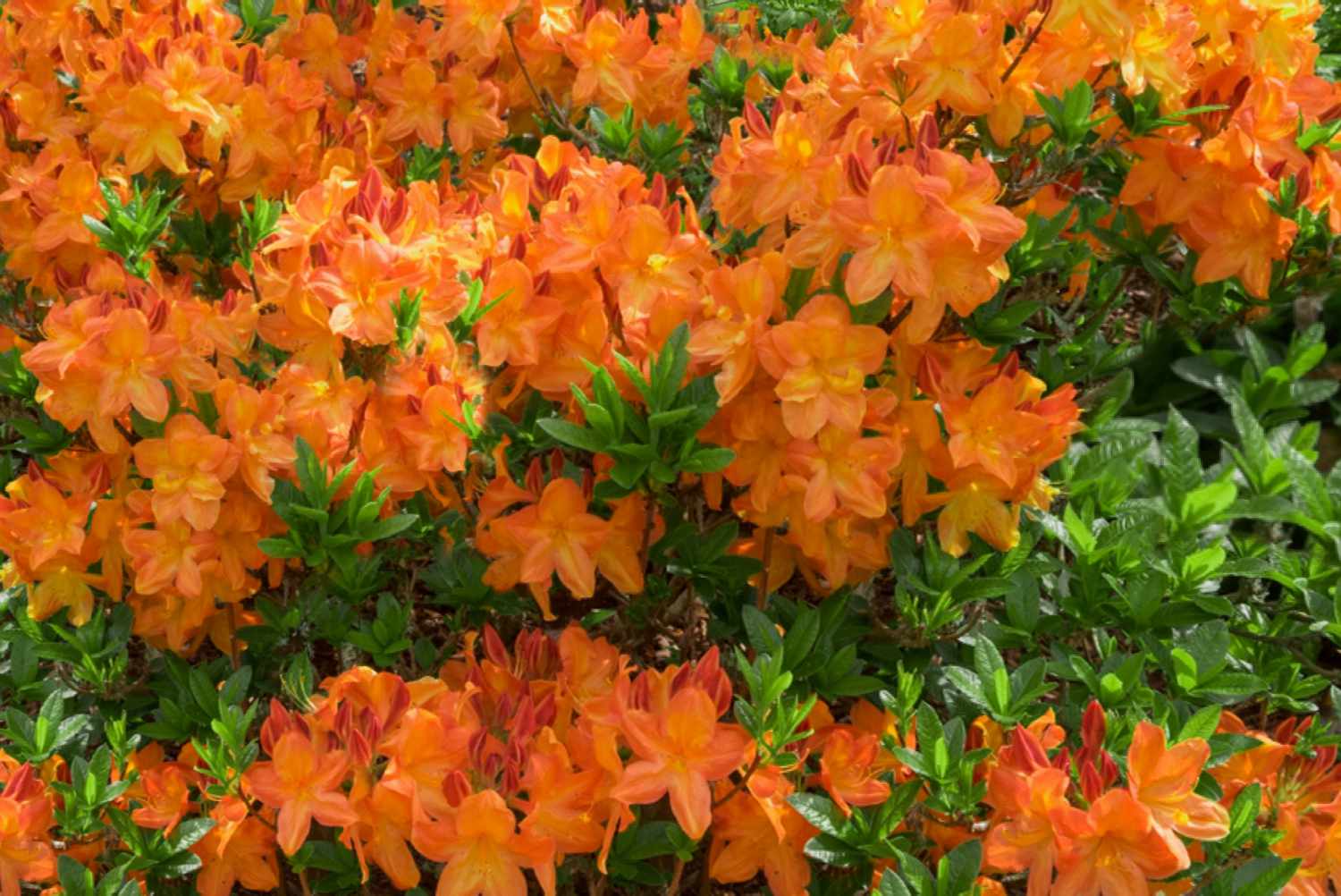Arbusto en flor de azalea de Gibraltar con mechones de pétalos anaranjados en forma de embudo rodeados de hojas