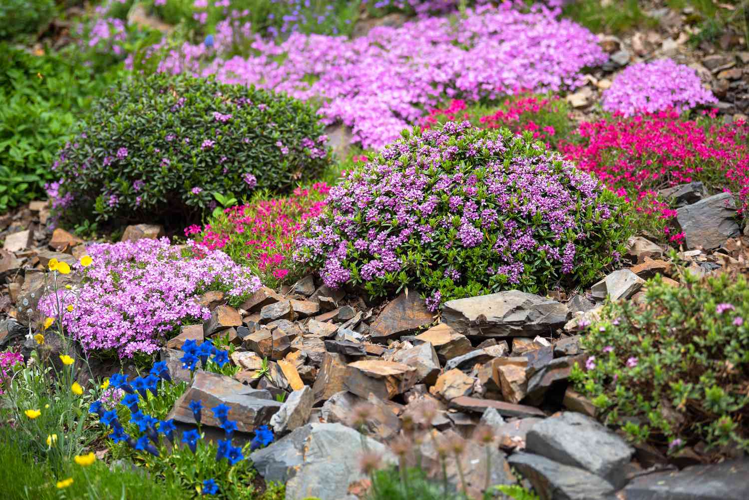 Steingarten mit kleinen Büschen mit rosa und lila Blüten
