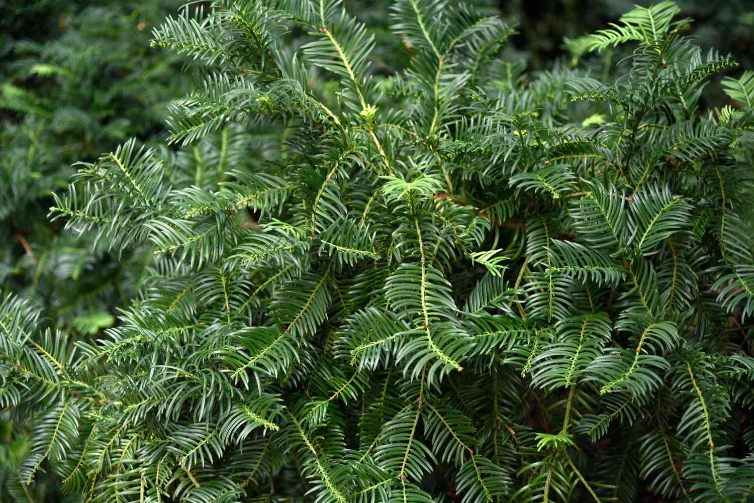 Japanese plum yew shrub with branches of dark green needle-shaped leaves