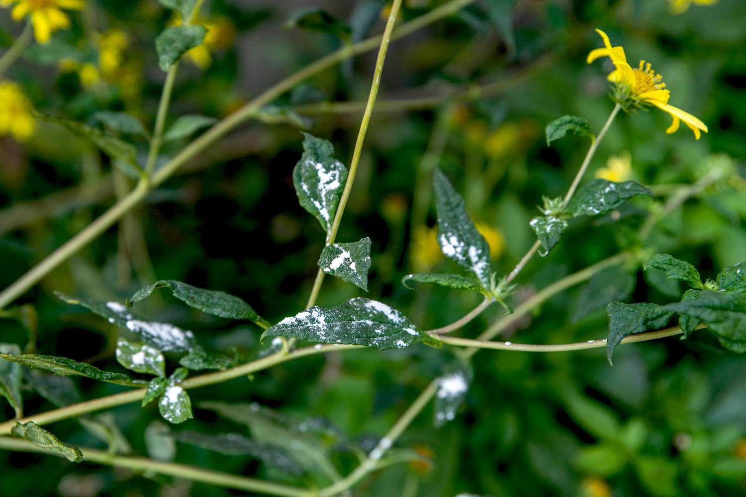 Mehl auf dünnen Pflanzenstängel mit gelber Blüte gestreut